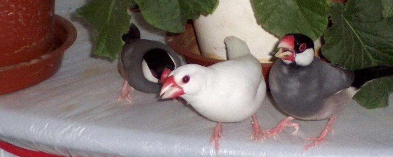 怎么讓白文鳥不怕我
