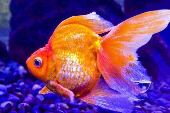 金魚拉屎很長(zhǎng)一條線不掉怎么回事