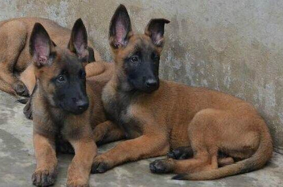 馬犬冬天放在室外冷嗎，冬天如何給馬犬保暖