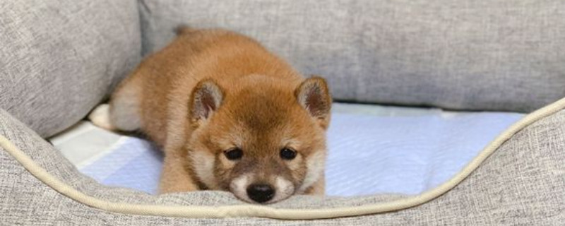 柴犬為什么要刨地