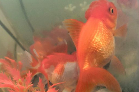 小金魚肚子鼓鼓的