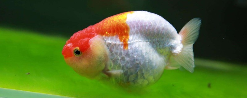 蘭壽金魚飼養(yǎng)技巧