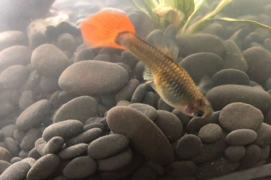 鳳尾魚(yú)的養(yǎng)殖方法