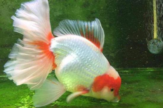 金魚(yú)仰泳是怎么回事