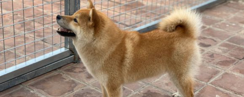 5個(gè)月柴犬咬主人怎么辦
