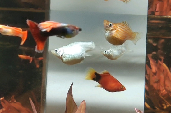 瑪麗魚(yú)生小魚(yú)前兆