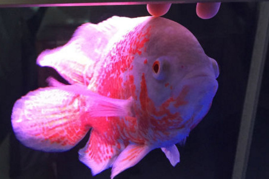 地圖魚腫嘴病怎么治療