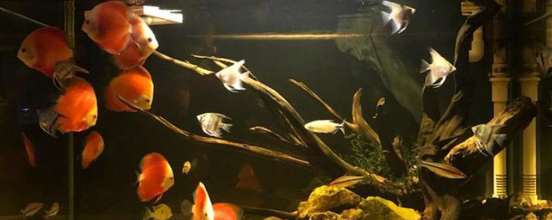 七彩神仙魚可以和迷你鸚鵡魚混養(yǎng)嗎
