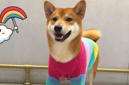 柴犬太淘氣了怎么辦