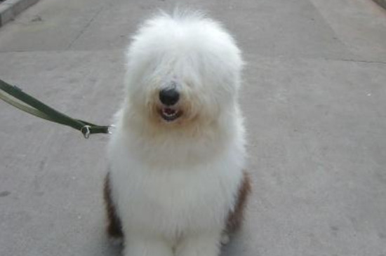 古牧犬怎么養(yǎng)