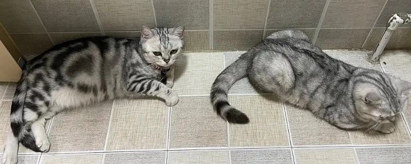 小貓亂尿怎么辦