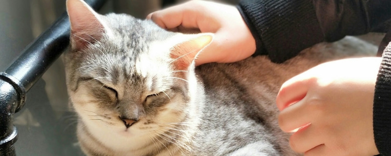美國短毛貓?jiān)趺从?xùn)練
