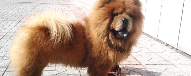 松獅犬的優(yōu)缺點(diǎn)