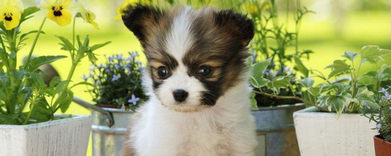 蝴蝶犬幼犬需要陪伴嗎