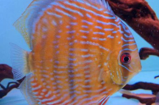 七彩魚發(fā)黑怎么辦