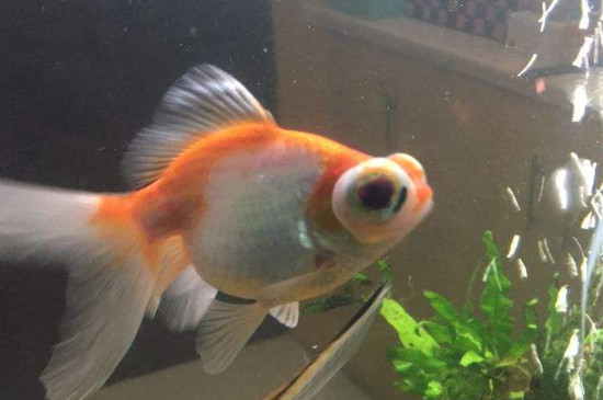 4一5厘米小金魚(yú)吃什么食物