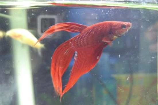 斗魚怎么分公母