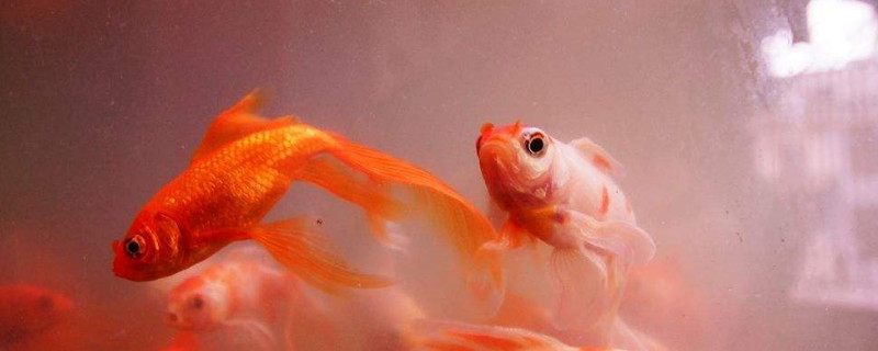 小金魚吃什么草