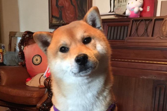 柴犬每年幾月份掉毛