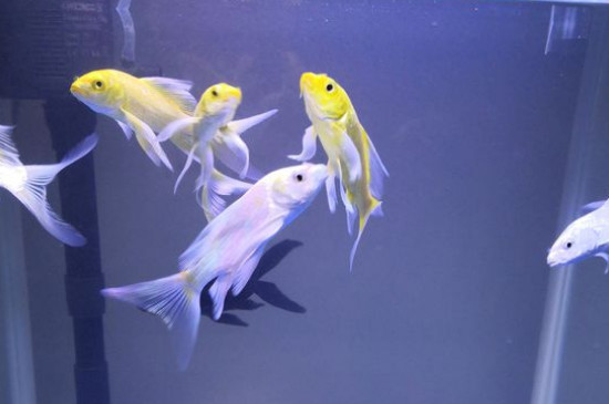 魚缸里有白色線蟲怎么辦