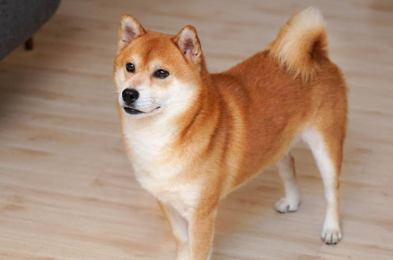 柴犬幾個月開始認(rèn)主