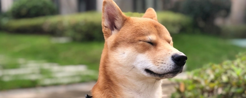 柴犬報(bào)復(fù)主人的表現(xiàn)