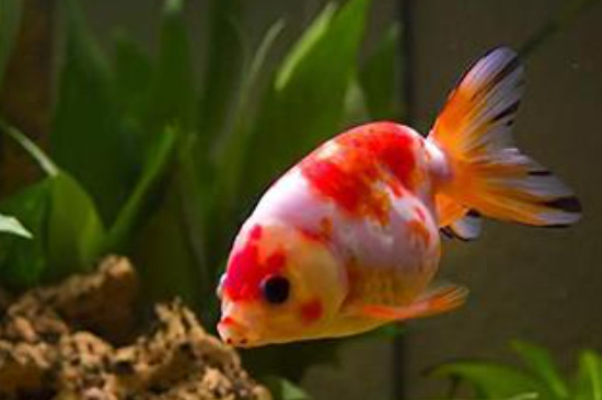 金魚為什么總拱別的魚
