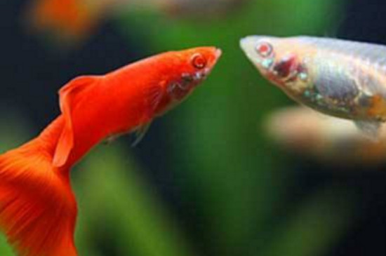 孔雀魚能吃葡萄嗎
