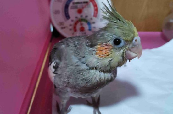 玄鳳鸚鵡吃什么食物
