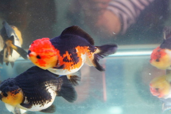 蘭壽金魚能長多大