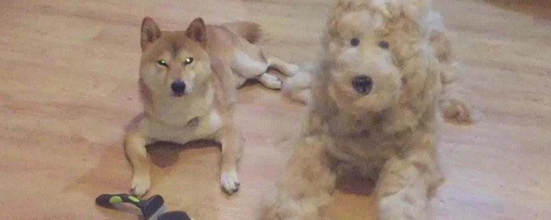 柴犬走丟會認(rèn)新主人嗎