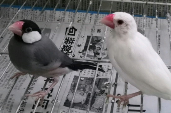 文鳥養(yǎng)多久跟人熟