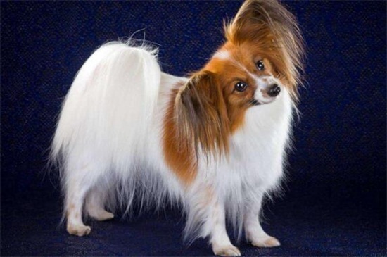 蝴蝶犬為什么那么兇，獨占心強(qiáng)且沒有安全感所致