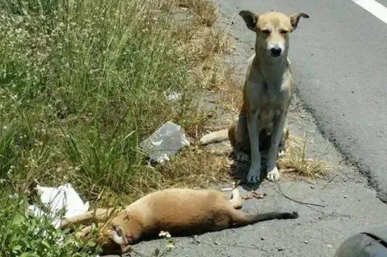 狗狗被車壓了能自愈嗎