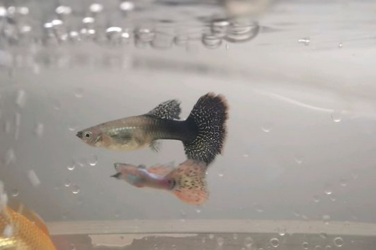 孔雀魚(yú)怎么養(yǎng)