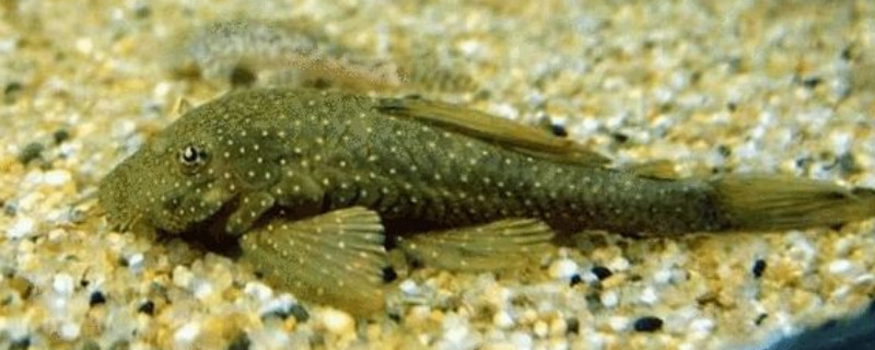 清道夫吃魚嗎