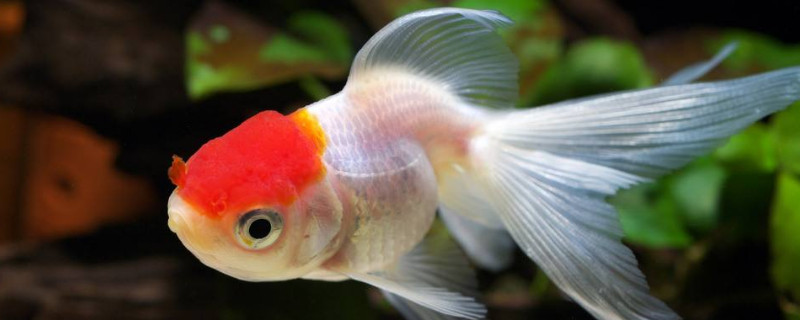 金魚變黑是怎么治