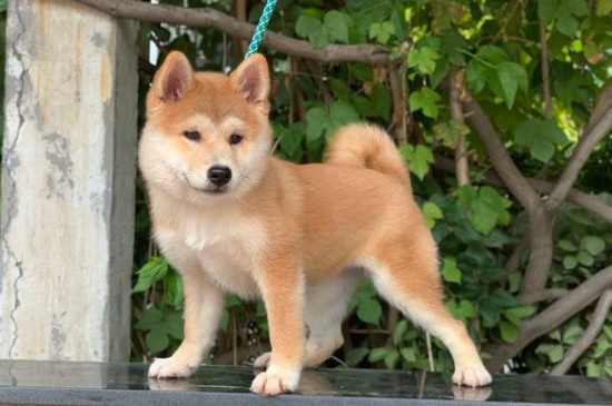 5個(gè)月柴犬咬主人怎么辦