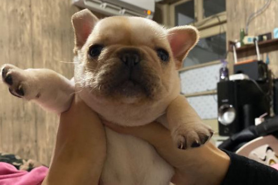 斗牛犬換主人好養(yǎng)嗎