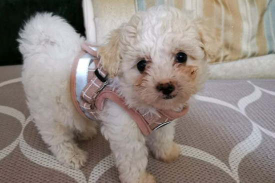 怎么訓(xùn)練比熊幼犬