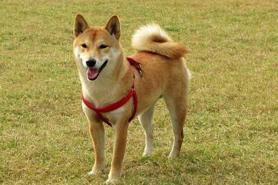 柴犬智商排名第幾