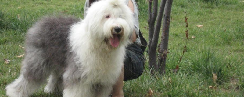 古牧犬優(yōu)缺點(diǎn)