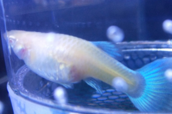 孔雀魚怎么養(yǎng)長的快