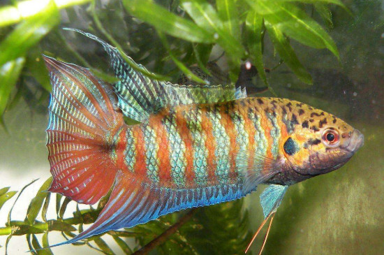 斗魚(yú)不吃食怎么辦