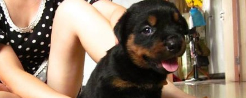 羅威納犬性格怎樣，羅威納各階段的性格