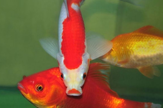 草金魚和什么混養(yǎng)