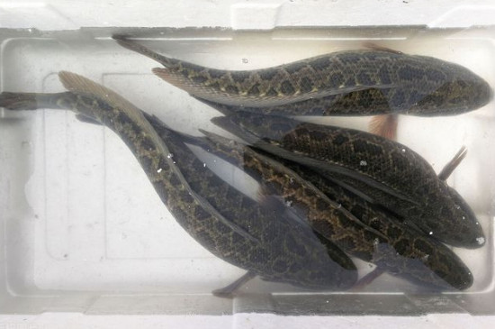 小黑魚(yú)怎么養(yǎng)吃什么