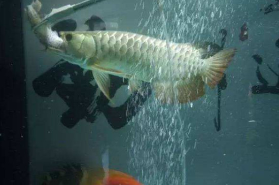 怎樣防止龍魚不打架