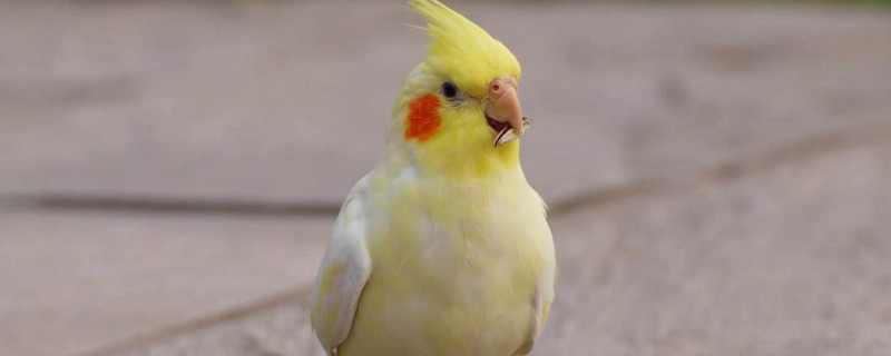 玄鳳鸚鵡吃什么食物