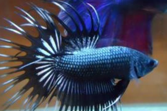 斗魚失漂以后怎么處理